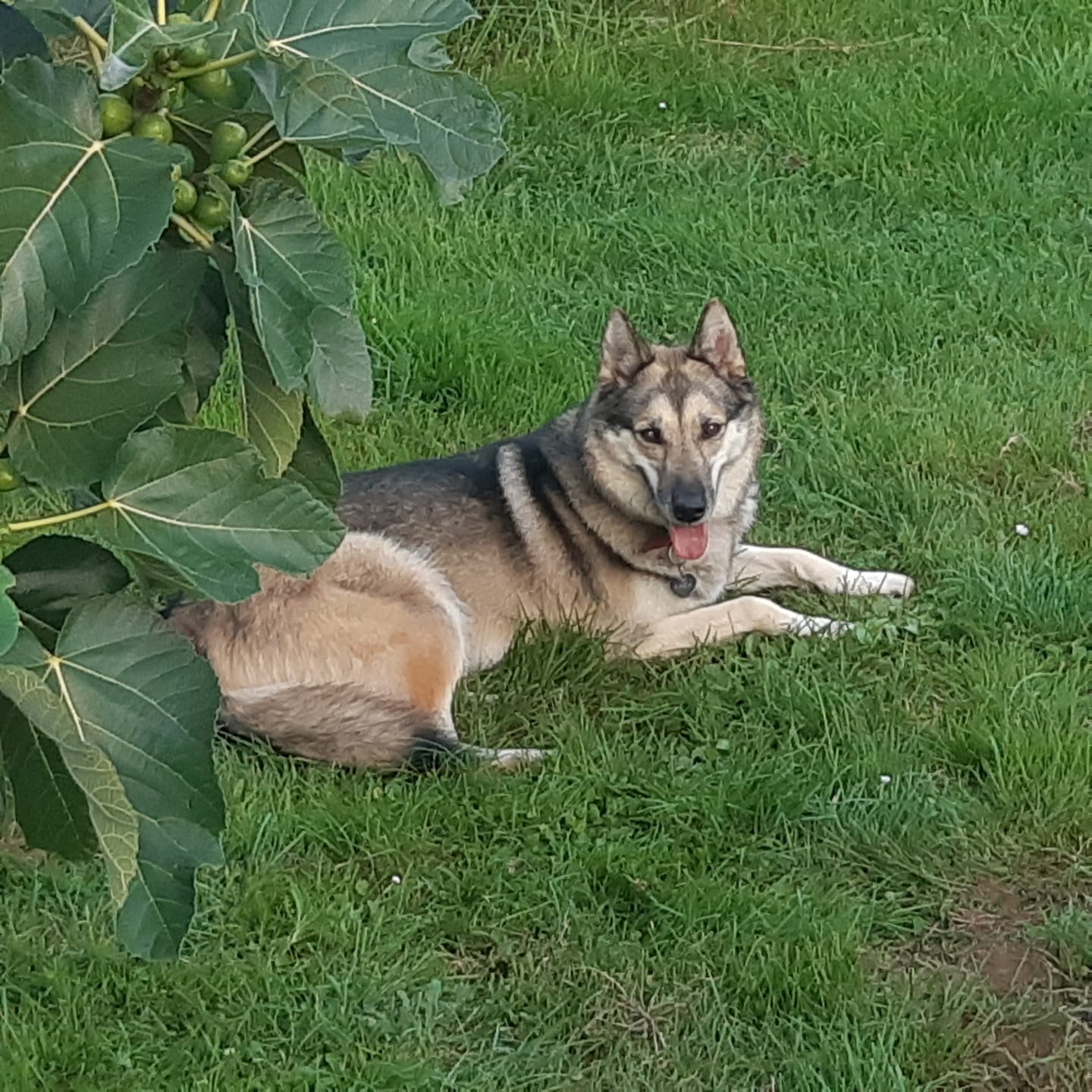 Customer photo review of Croquettes de volaille riches en ingrédients frais - Moy. / Grande taille (chien adulte)