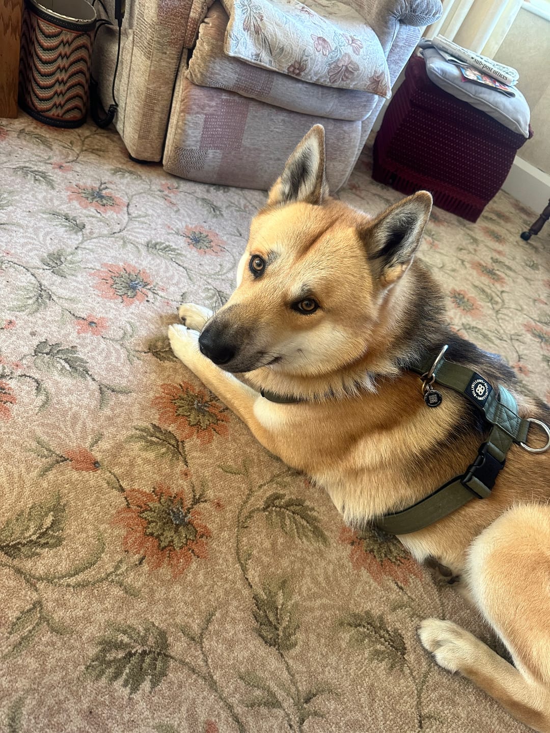 Customer photo review of TRI-Harness® | Anti-Pull, Adjustable & Durable - Dog Trainers Choice -  Khaki v2.0