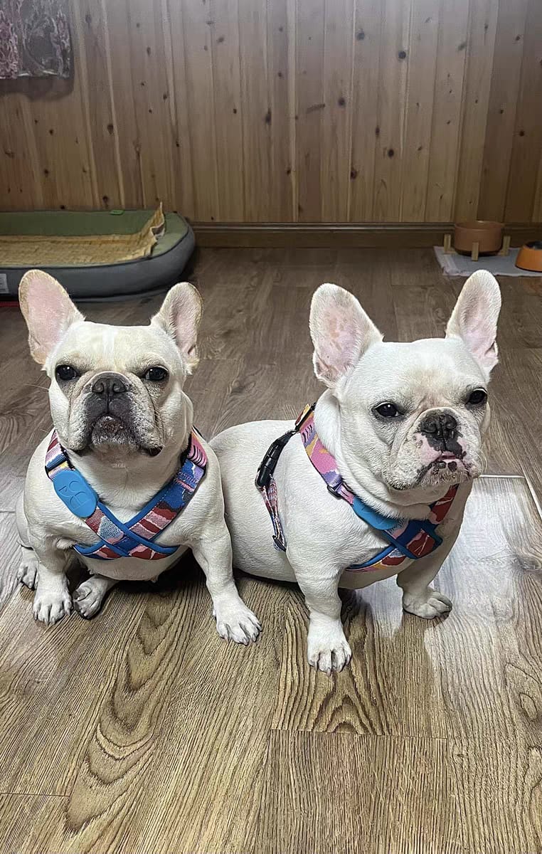 Customer photo review of Colorful PRO Protective Trachea Dog X Harness