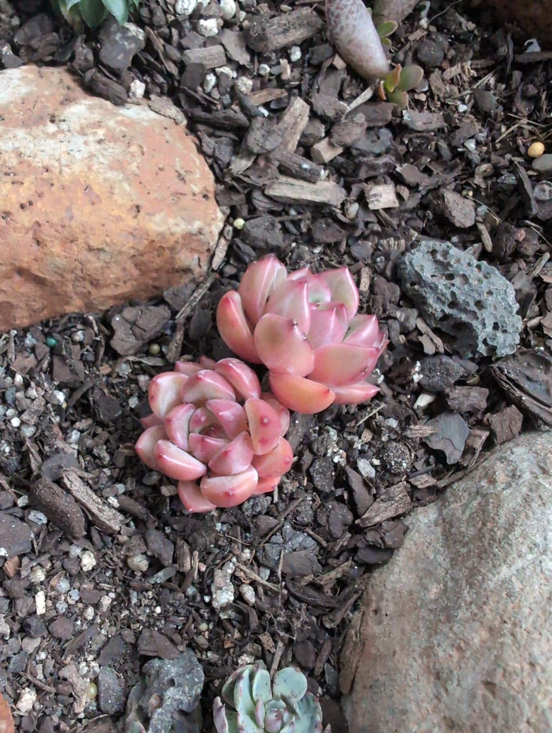 Customer photo review of Echeveria 'Shallot Champagne'
