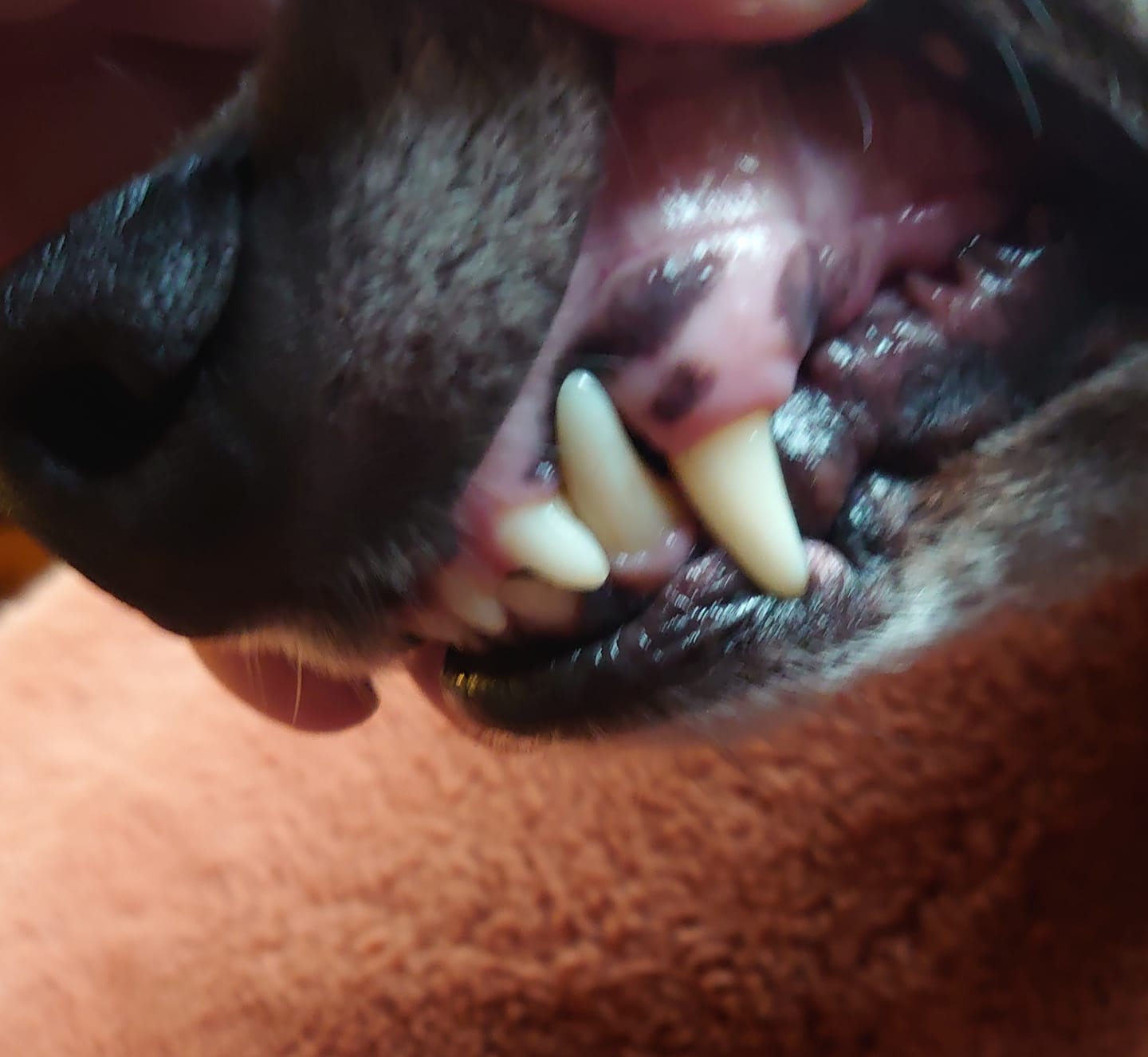 Customer photo review of Petsmile Professional Pet Toothpaste (London Broil Flavour)