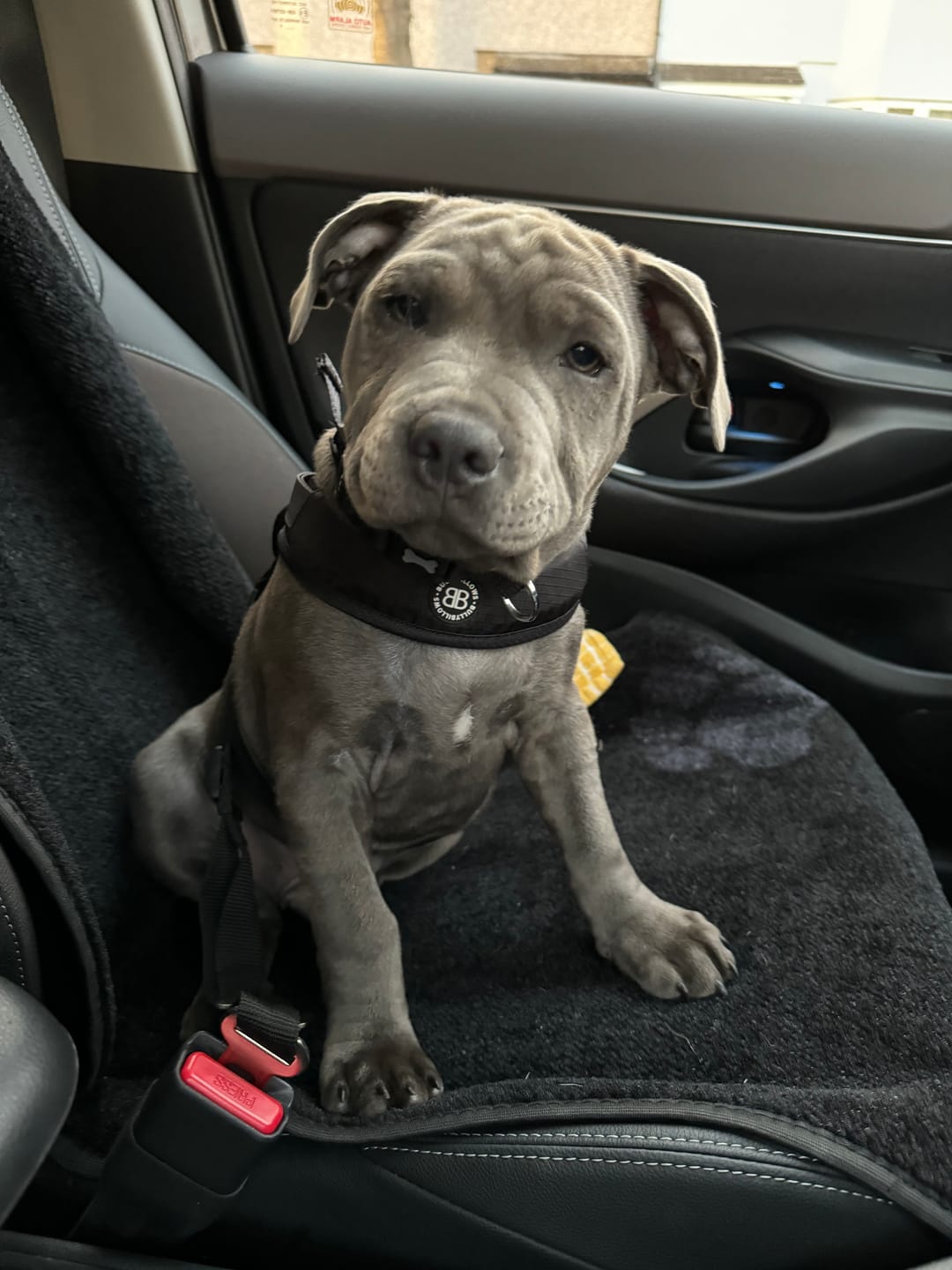 Customer photo review of Boomerang Harness - Non Restrictive, Lightweight, Small - Medium Breeds - Black
