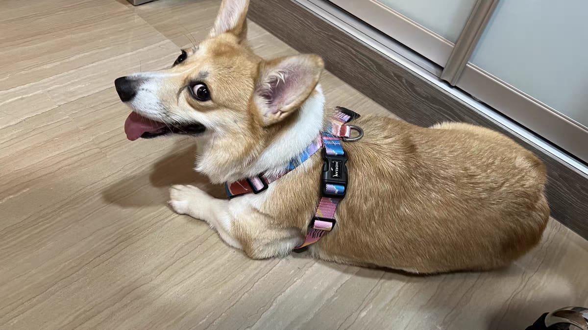Customer photo review of Colorful PRO Protective Trachea Dog X Harness