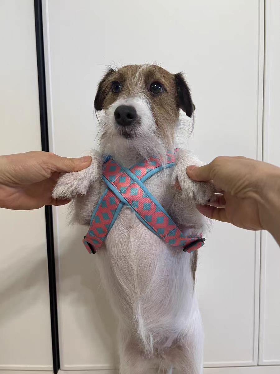 Customer photo review of Colorful PRO Protective Trachea Dog X Harness