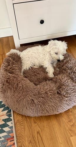 Customer photo review of Hordozható Kutya Kennel és Kisállat járóka
