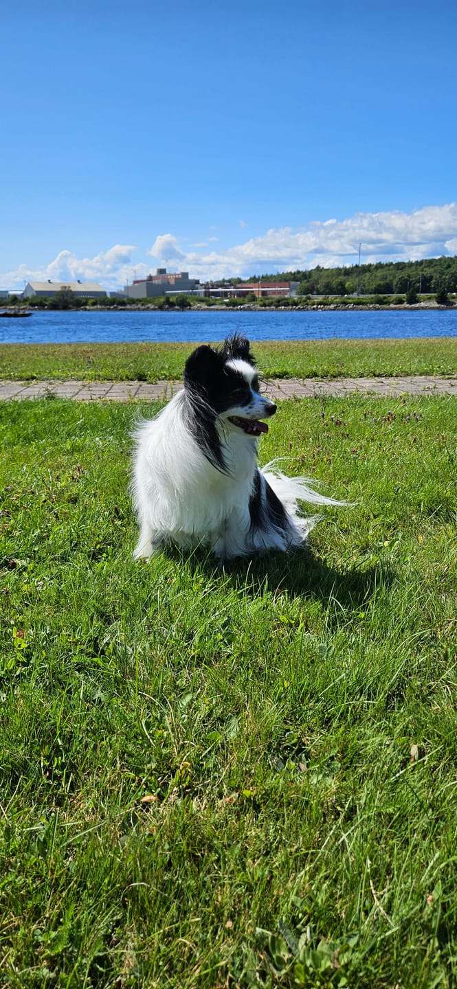Customer photo review of 6 Inch Braided Jerky Stick