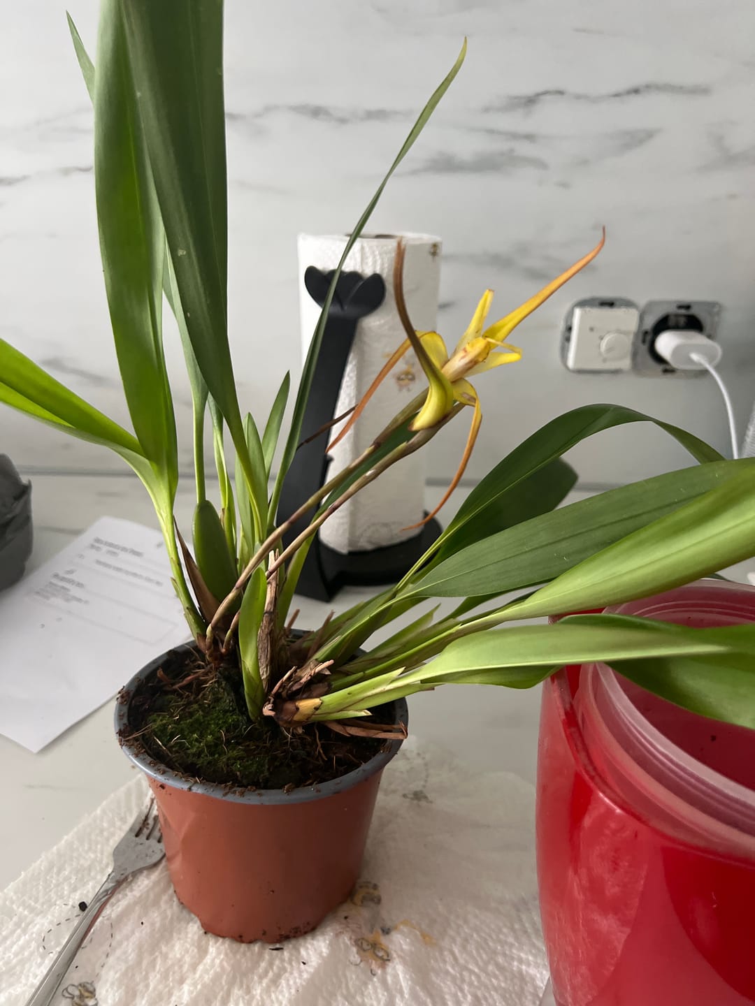 Customer photo review of Maxillaria bradei Hybride im 12cm Topf