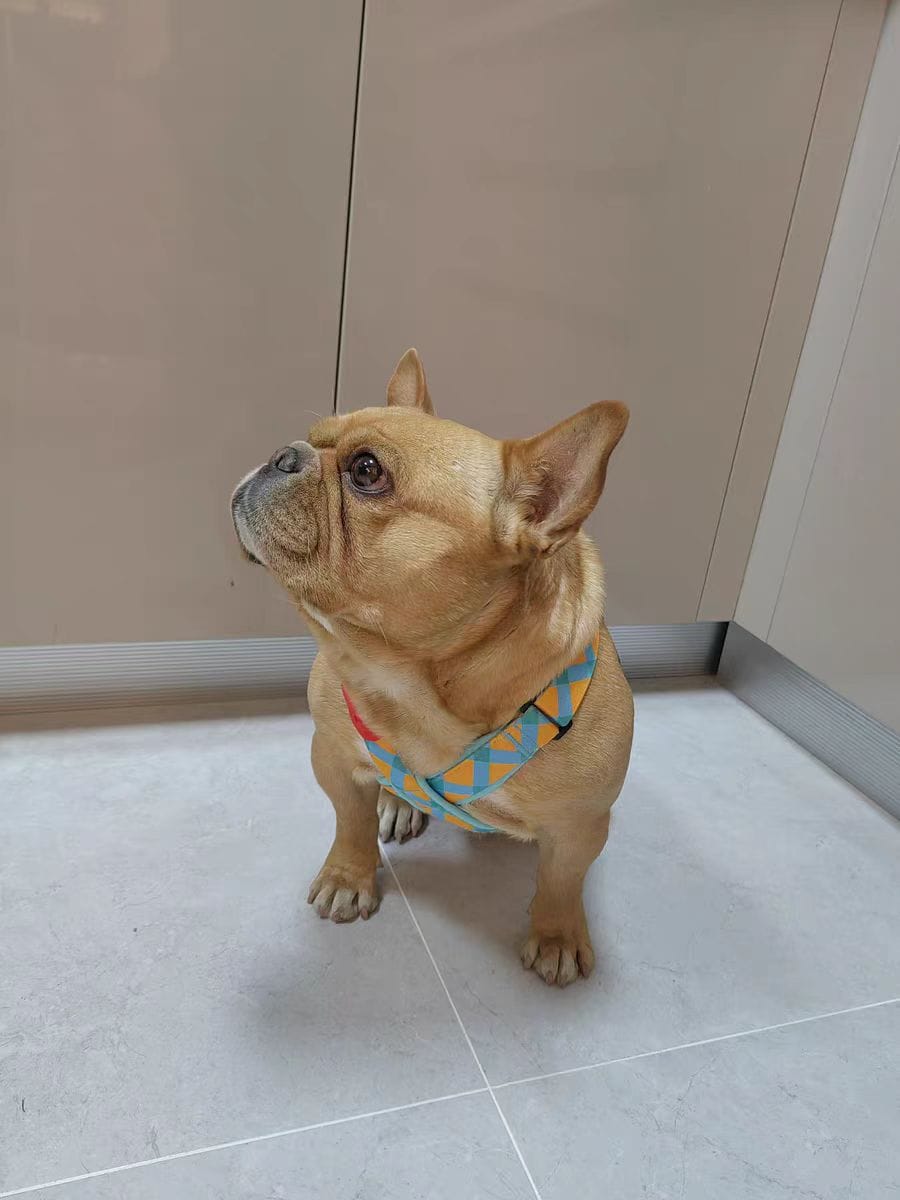Customer photo review of Colorful PRO Protective Trachea Dog X Harness