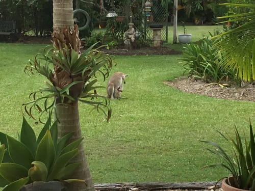 Customer photo review of Patchouli Muse