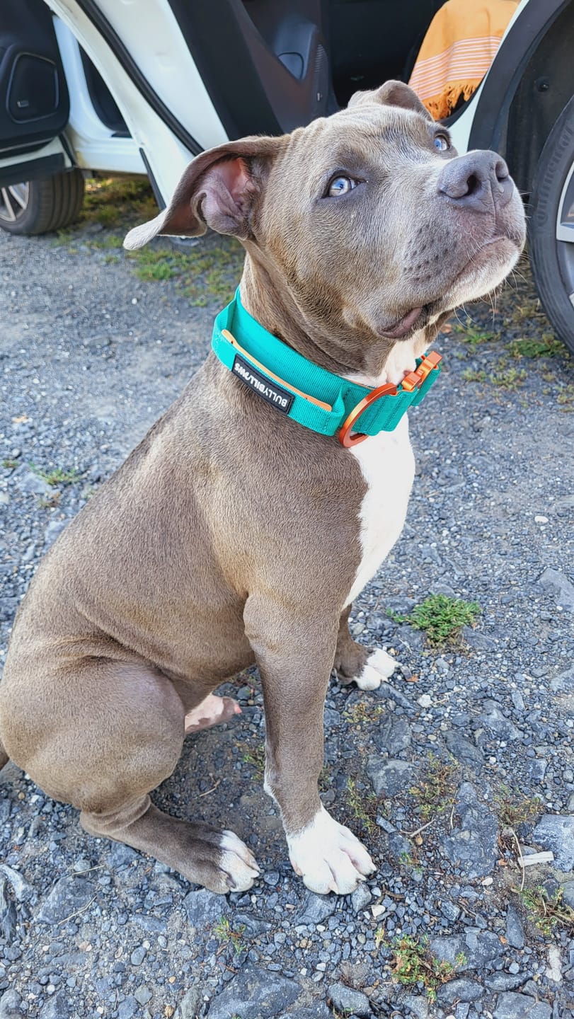 Customer photo review of 4cm LIGHTER Combat® Collar | With Handle Rated Clip - Turquoise & Orange