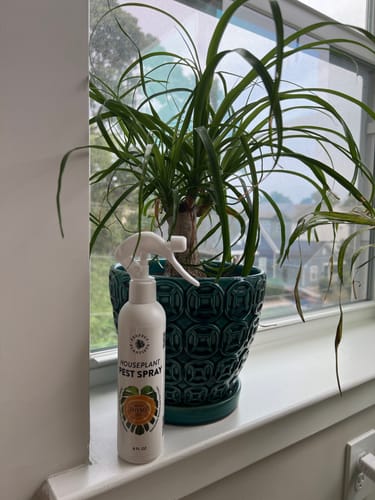 Customer photo review of Houseplant Pest Spray