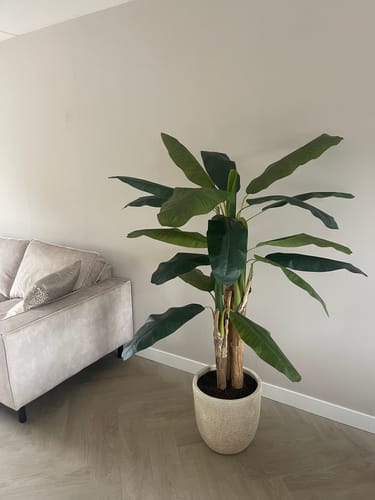 Customer photo review of Kunst Bananenplant 180cm