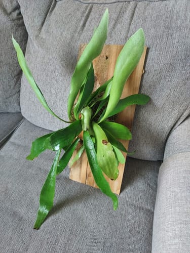 Customer photo review of Houseplant Pest Spray