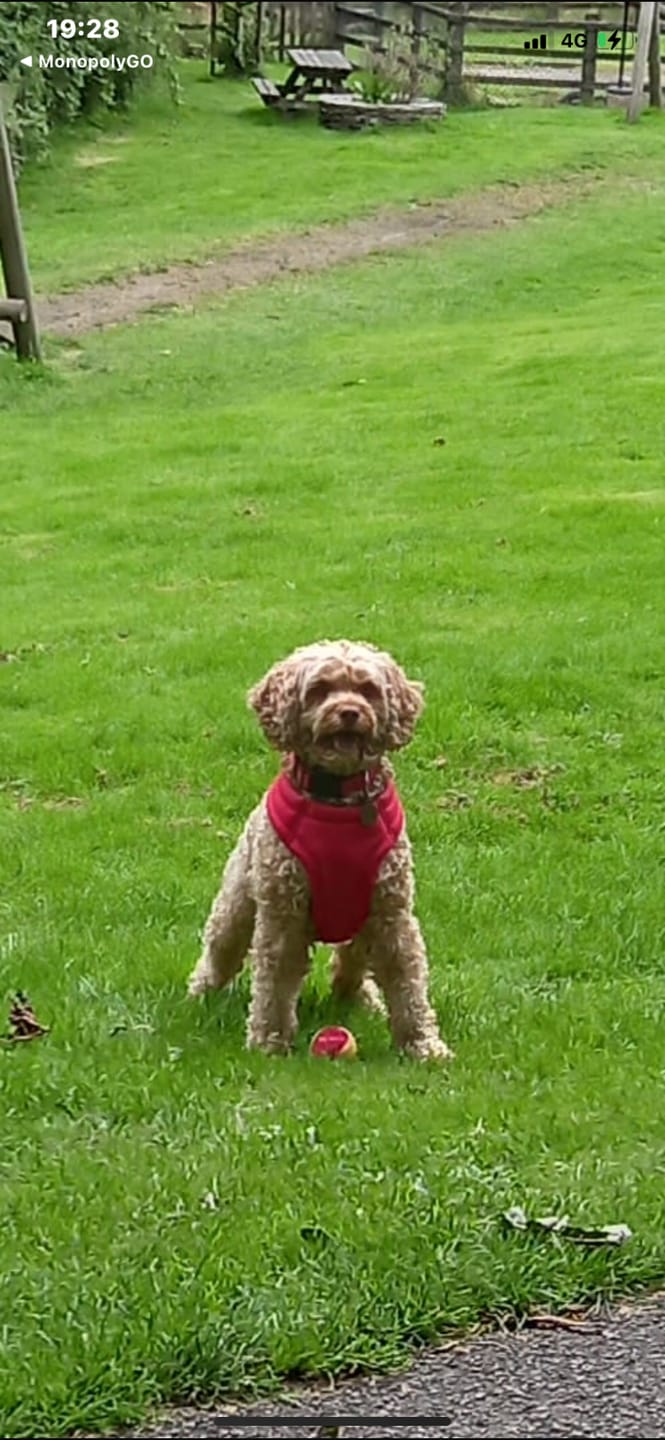 Customer photo review of Oatmeal Dog Deodorising Spray with Coconut & Lime Fragrance