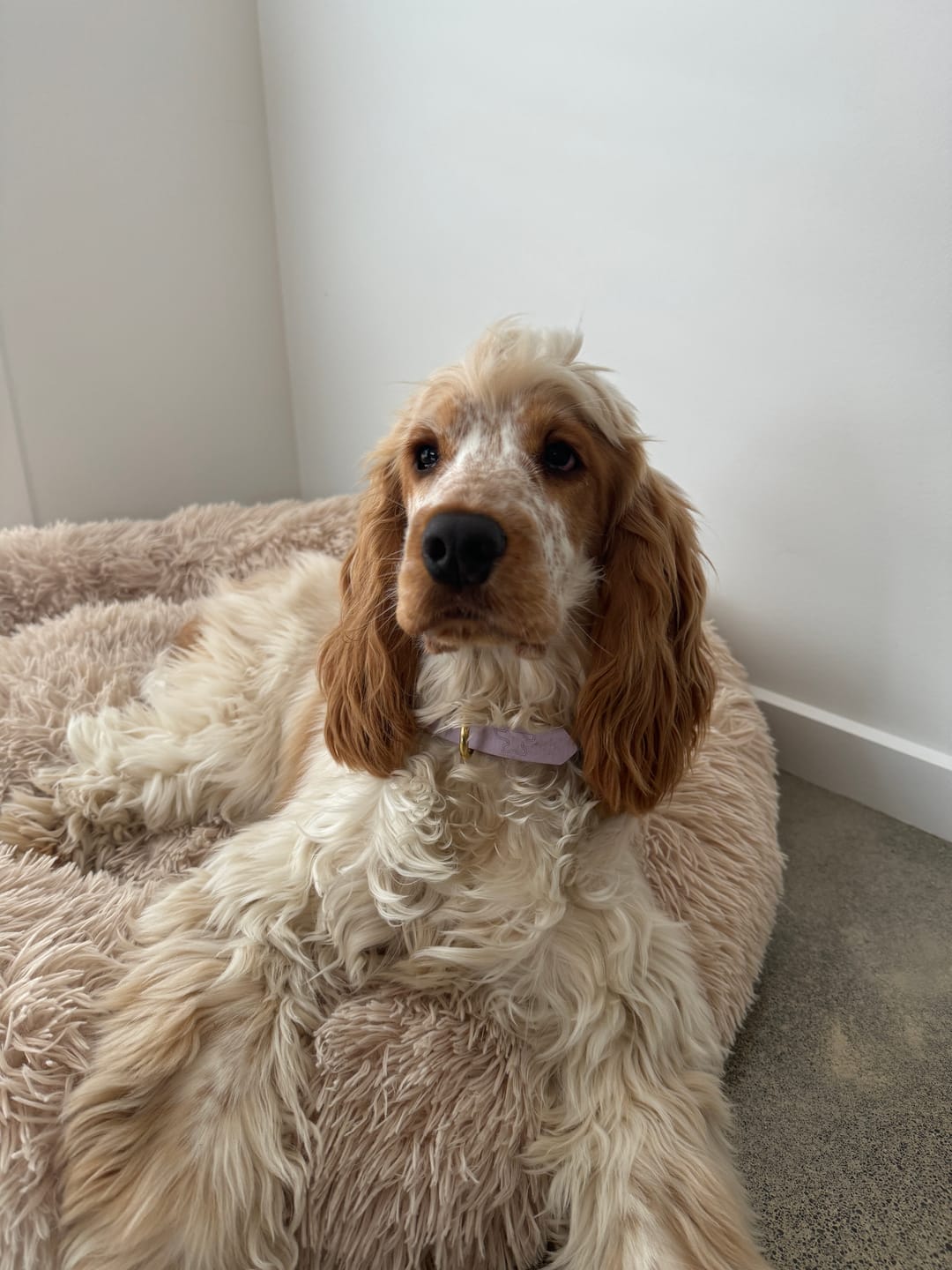 Customer photo review of Classic Buckle Collar - Waterproof BioThane® Custom Dog Collar