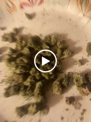 Customer video review of Exotic Micros