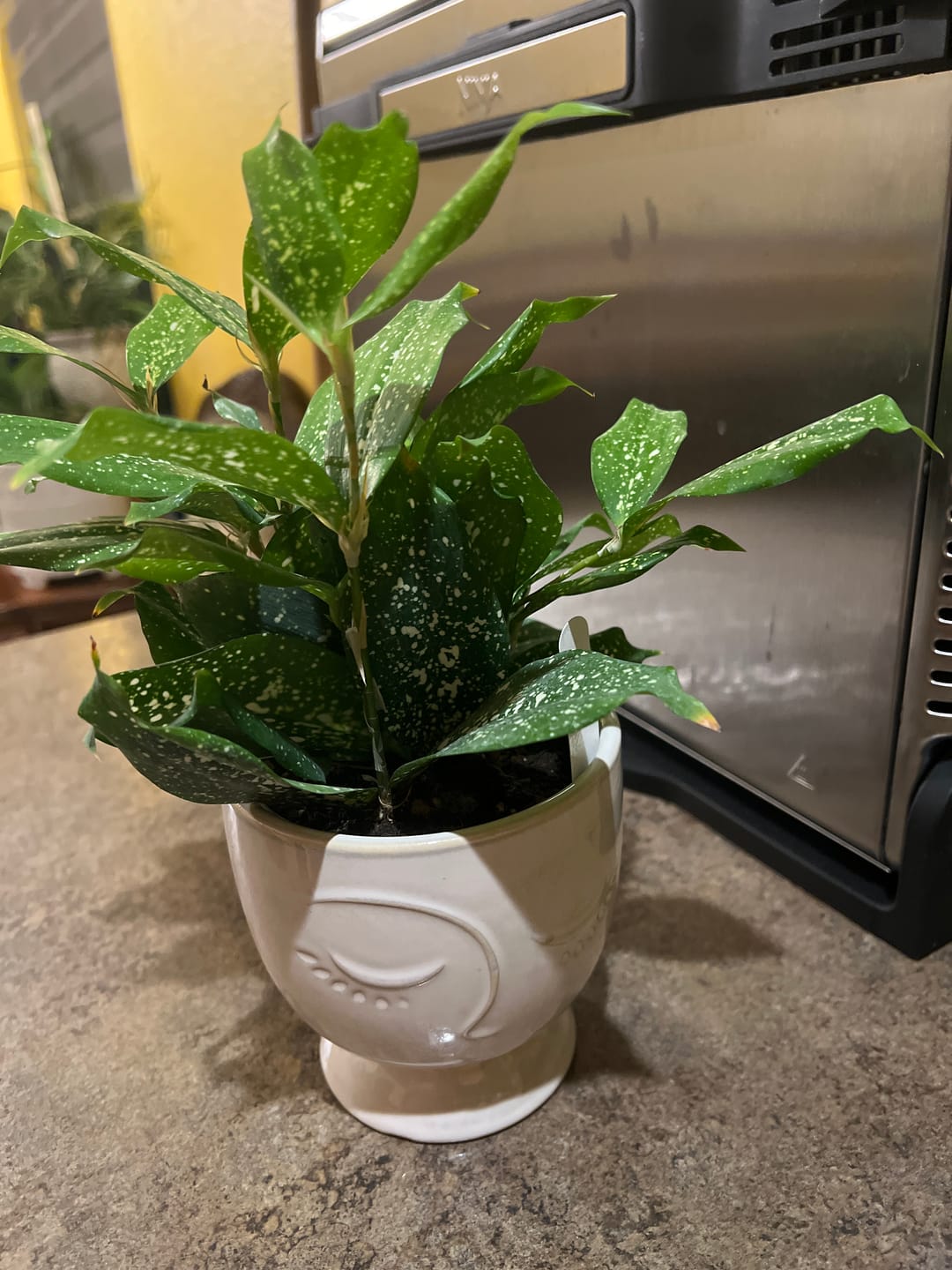 Customer photo review of Dracaena surculosa 'Florida Beauty'
