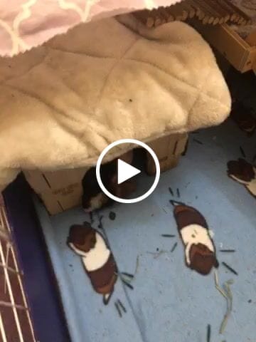Customer video review of Pea Flakes Treat Cup