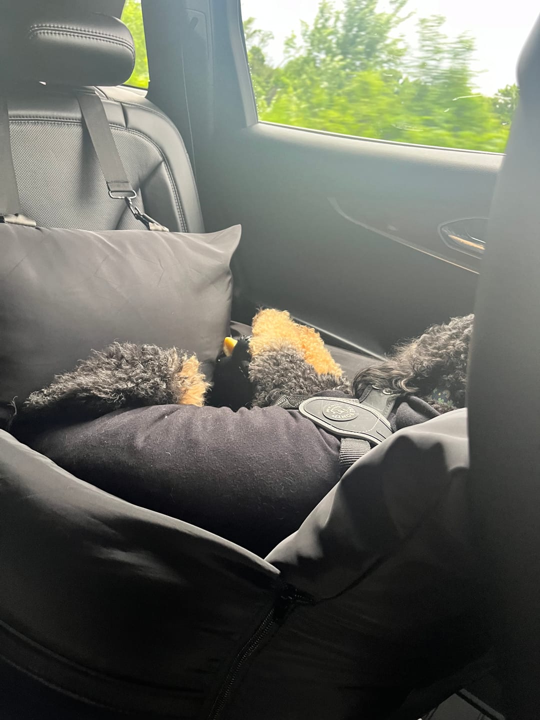 Customer photo review of Replacement Isofix Skin - Travel Dog Pod 2.0