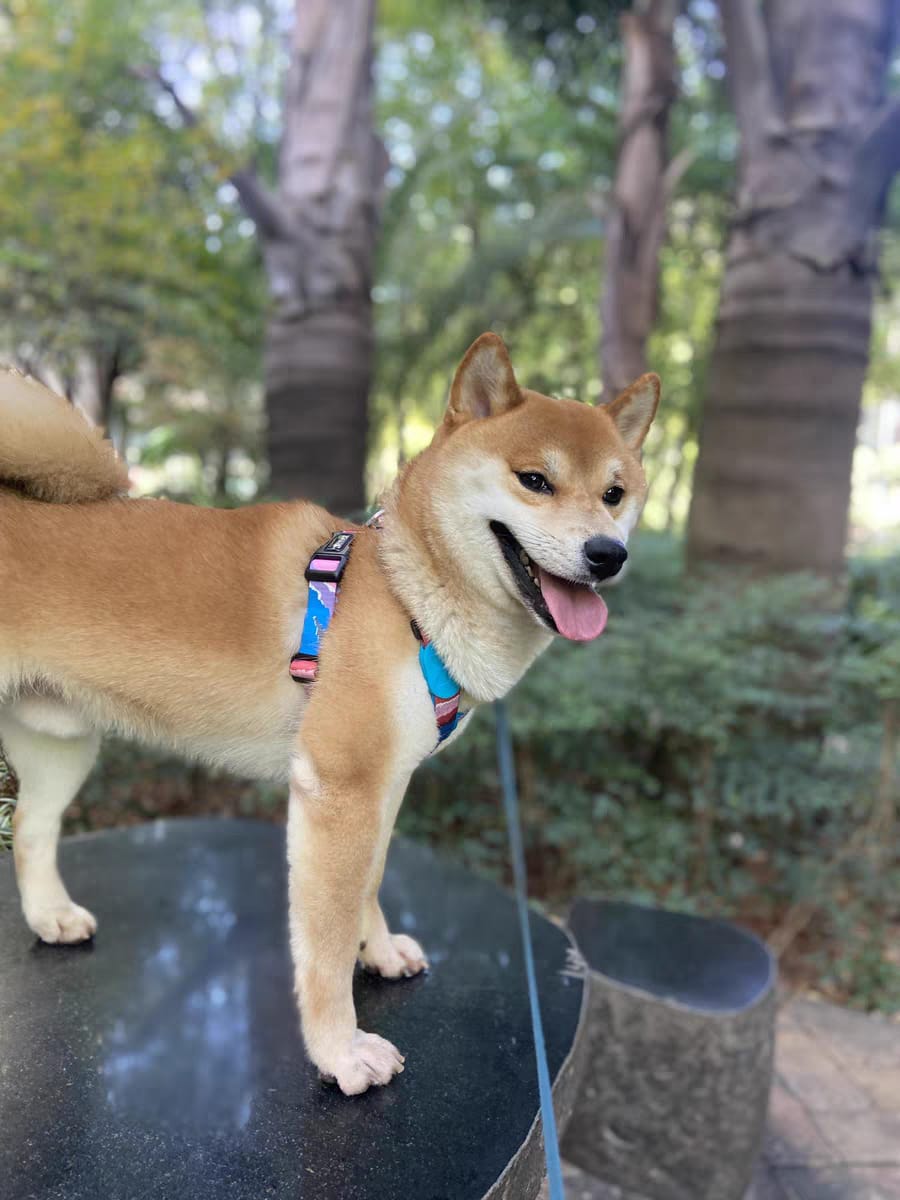 Customer photo review of Colorful PRO Protective Trachea Dog X Harness