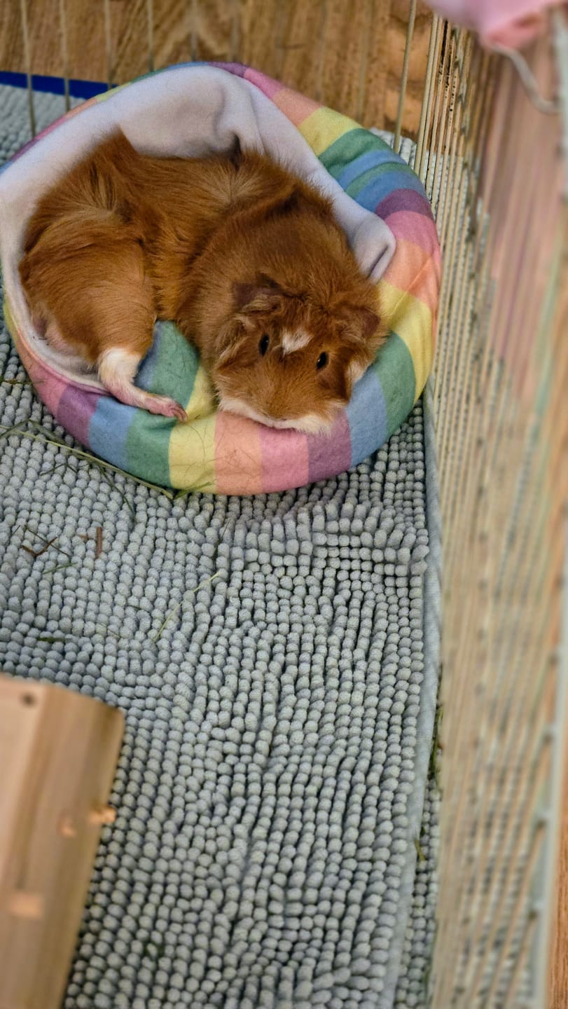 Customer photo review of Comfy Cuddle Cup | Radiant Rainbow