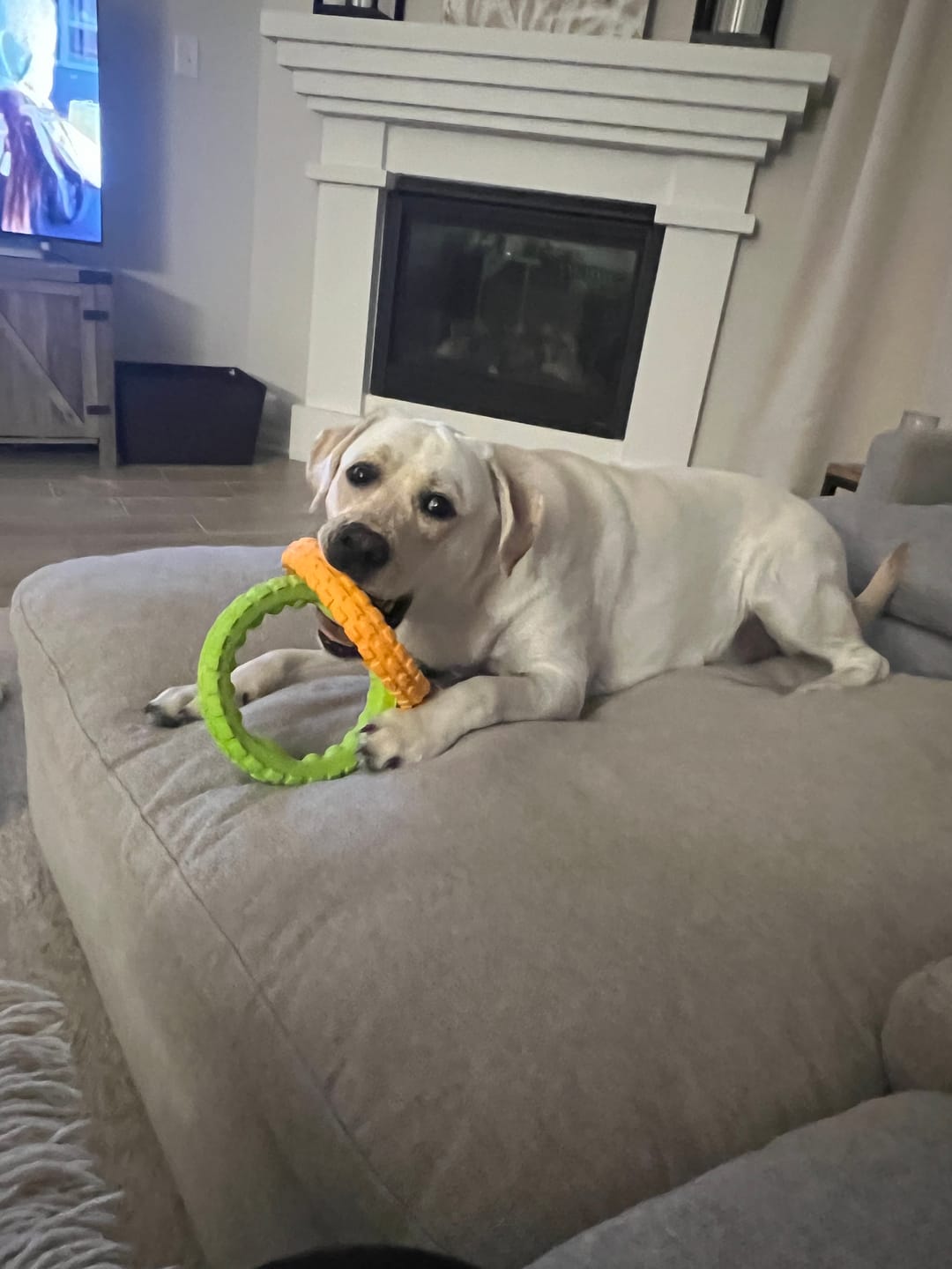 Customer photo review of Gnaw Guard Foam Toys