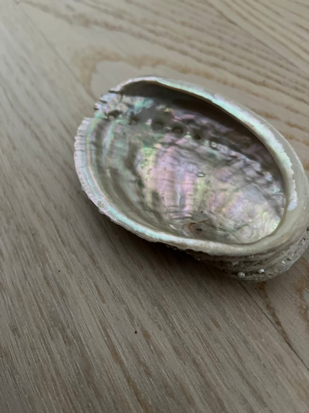 Customer photo review of Abalone naturel (Ormeau)