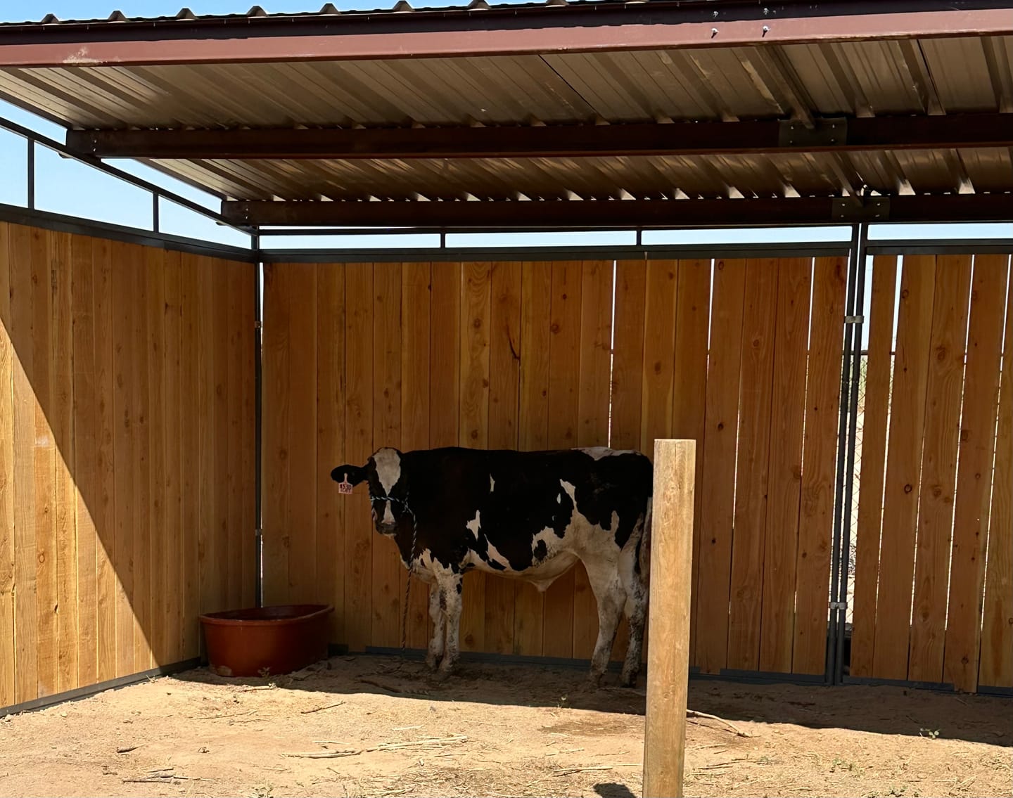 Customer photo review of 12x24 Loafing Shed (3 Walls) Wood Not Included