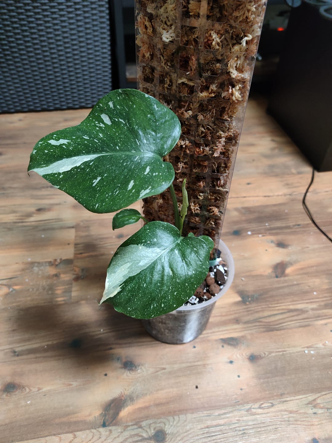 Customer photo review of MONSTERA THAI CONSTELLATION