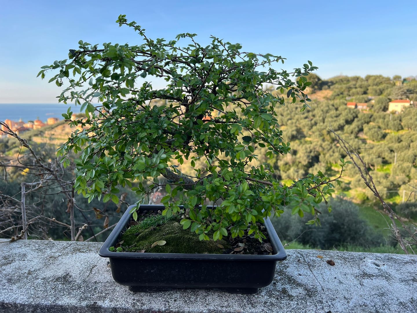Customer photo review of TOTAL FORCE CB® (AFIDI, COCCINIGLIA, RAGNETTO ROSSO, MAL BIANCO)