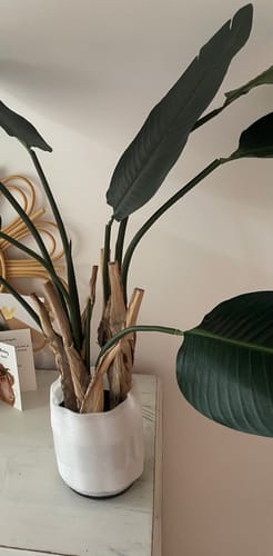 Customer photo review of Strelitzia Kunstplant 120cm