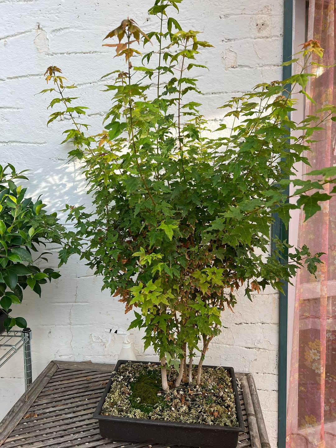 Customer photo review of VASI BONSAI PLASTICA RIGIDA PROFESSIONALI
