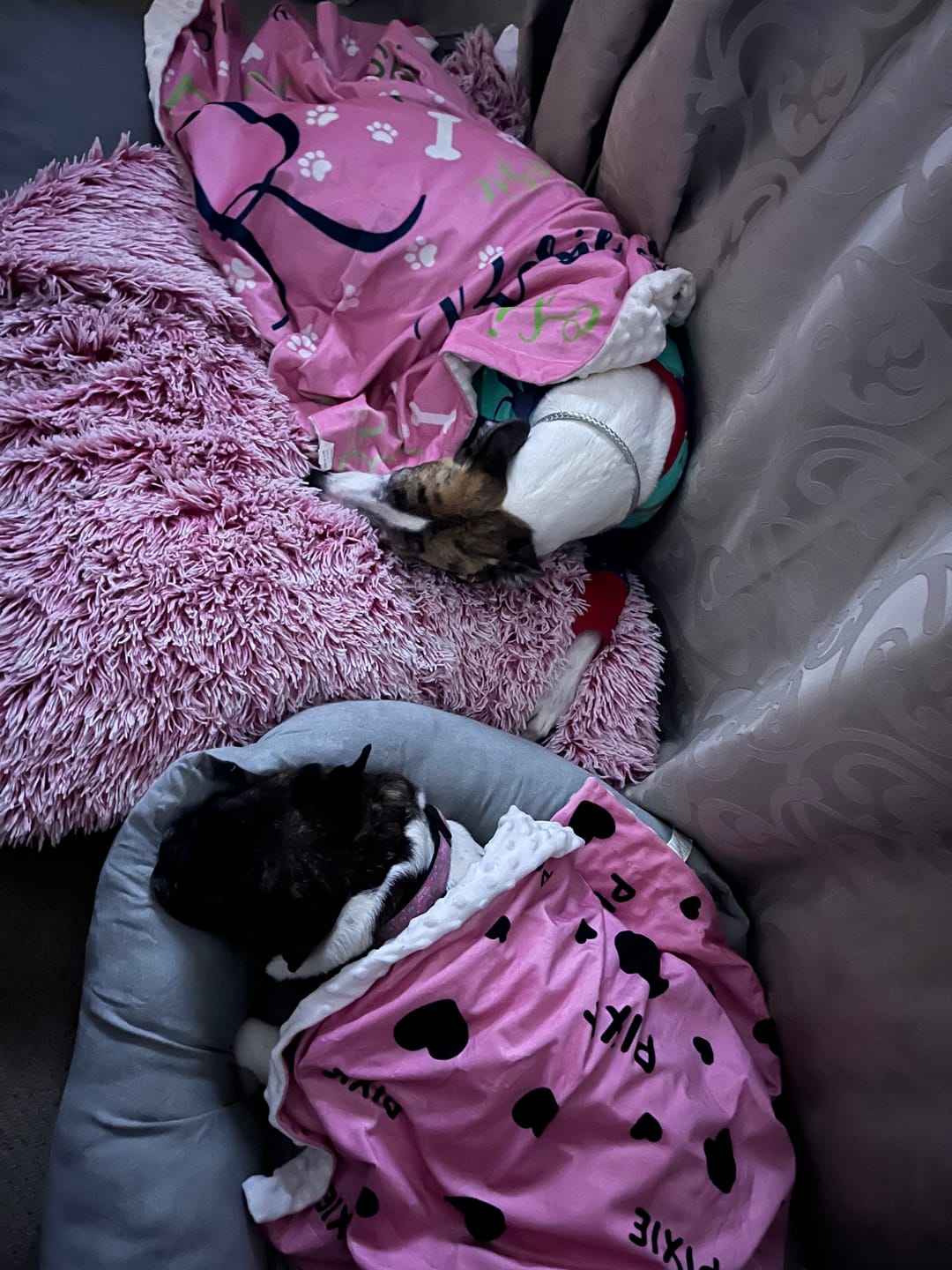 Customer photo review of PaWz Pet Calming Blanket