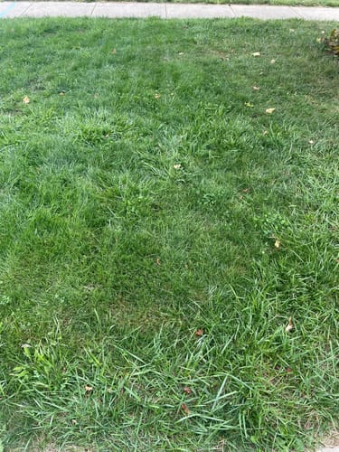 Customer photo review of GCI Turf Type Tall fescue Grass Seed