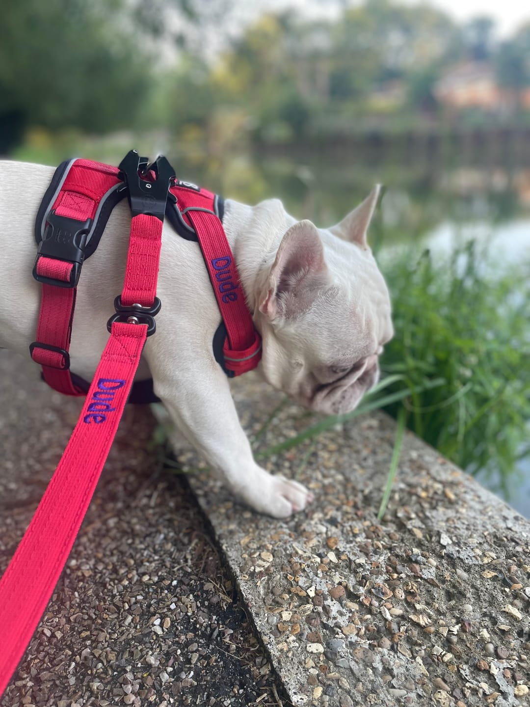Customer photo review of 1.4m Swivel Combat Lead | Neoprene Lined, Secure Rated Clip with Soft Handle - Red