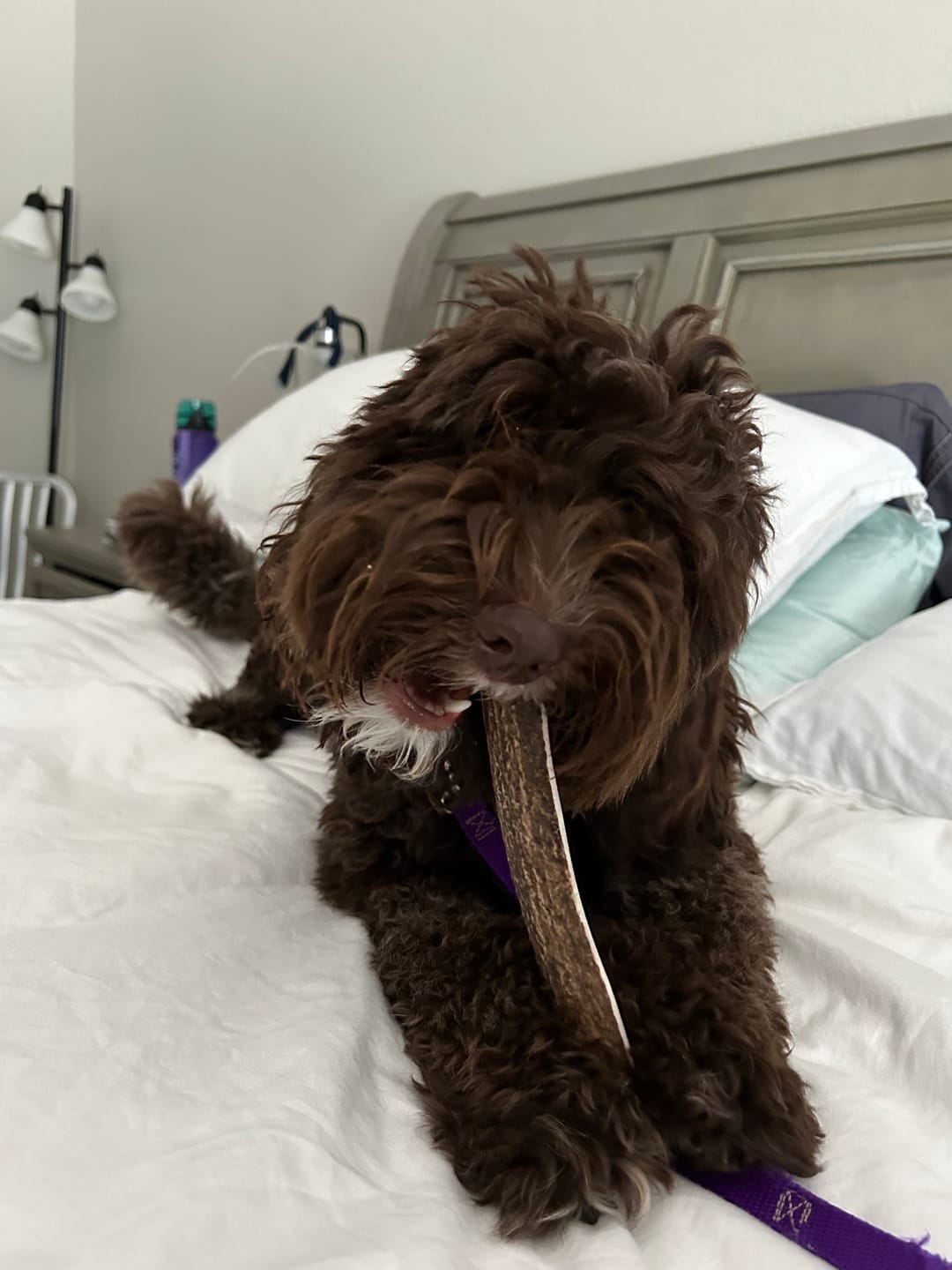 Customer photo review of Medium Elk Chew