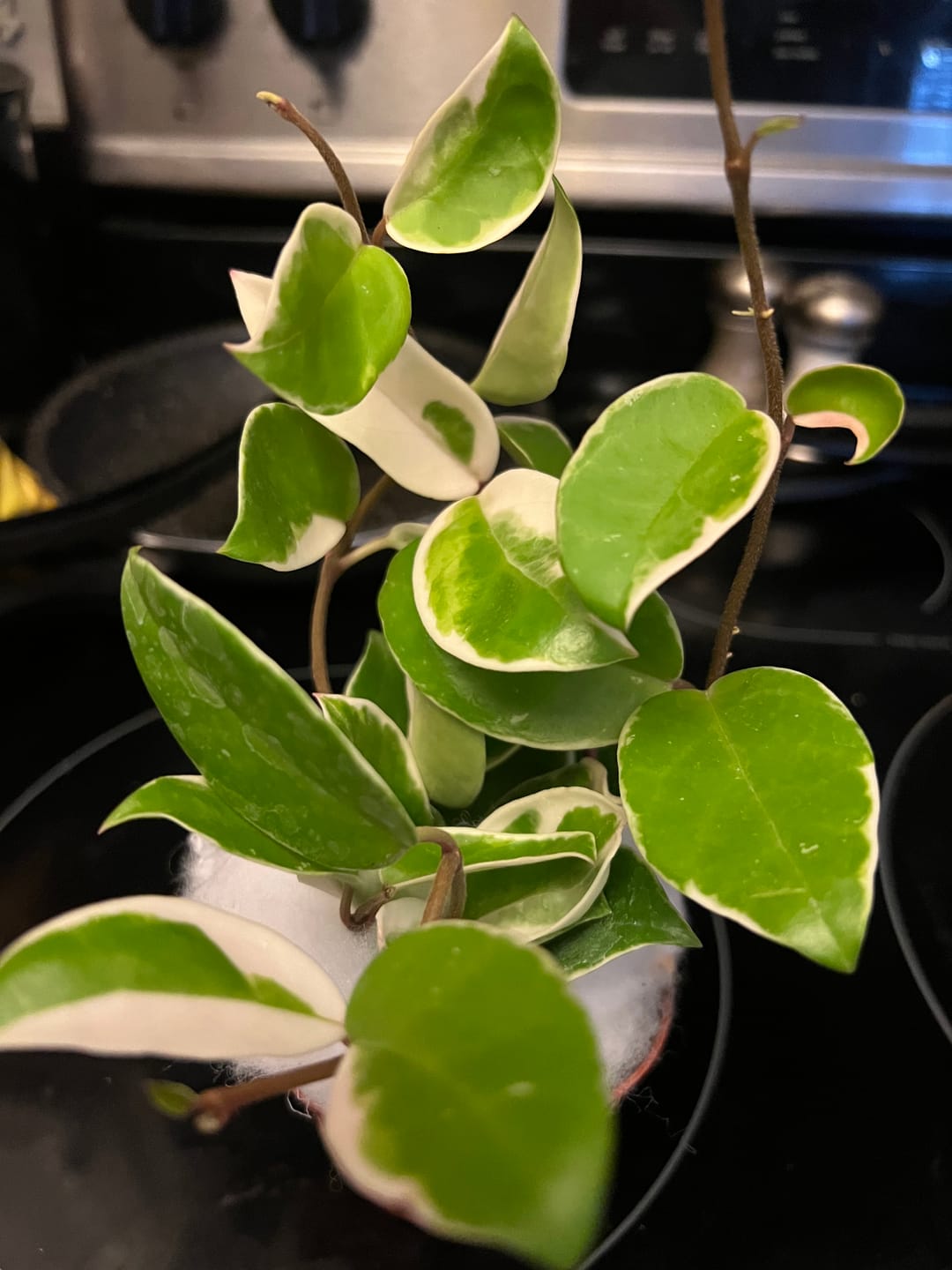 Customer photo review of Hoya carnosa 'Krimson Queen'