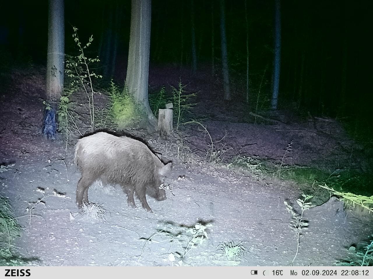Customer photo review of Salzspray Apfel - Lockmittel Rehwild, Schwarzwild, Rotwild und Damwild