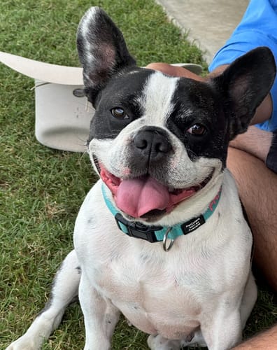 Customer photo review of Manuka Balm Distraction Treat Bundle