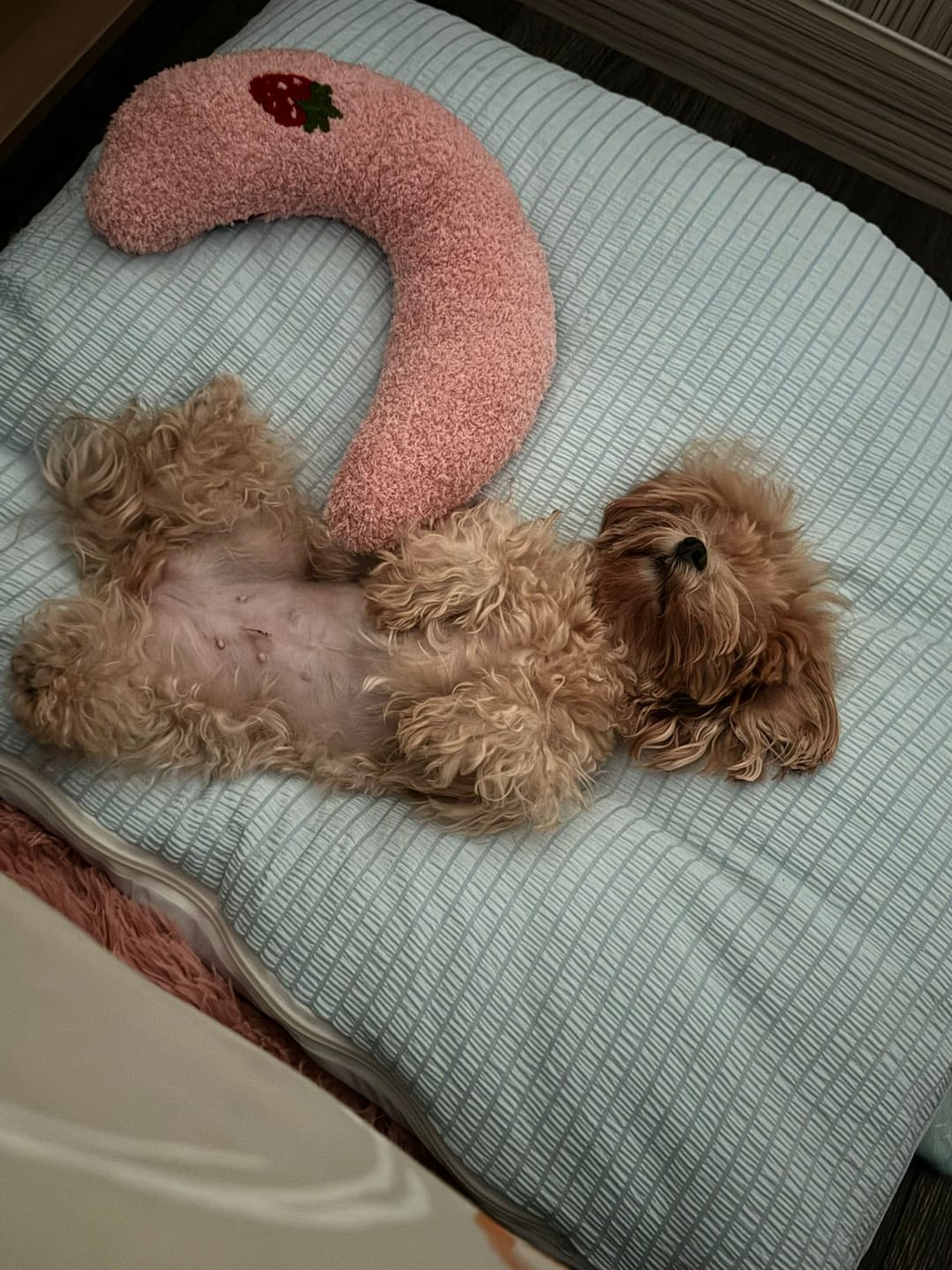 Customer photo review of Cooling Blanket