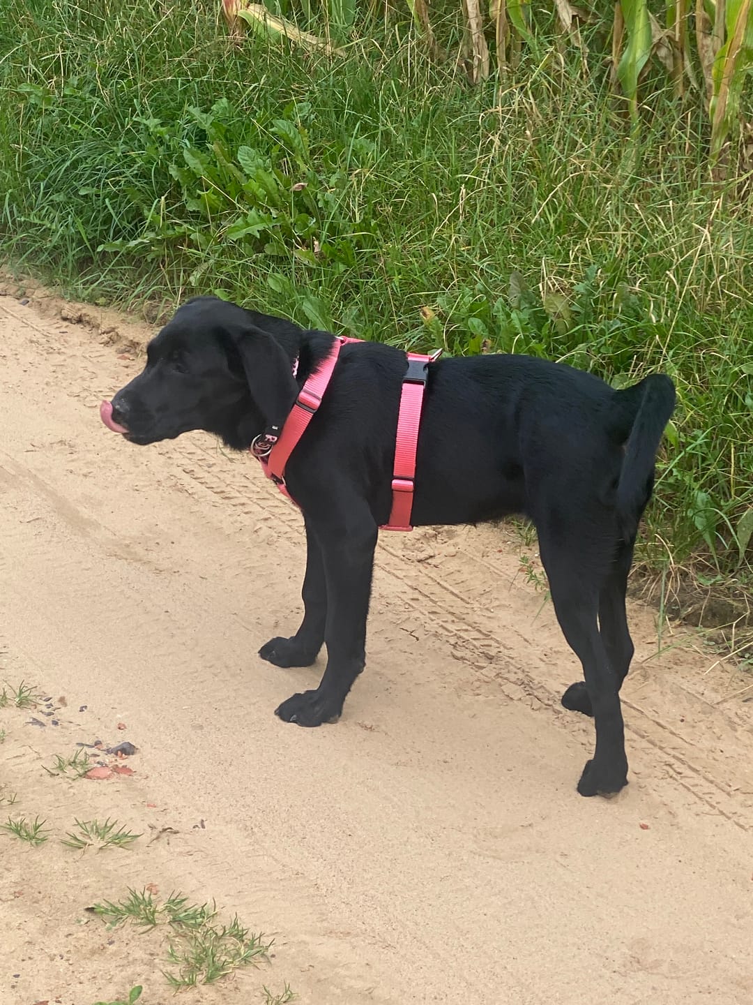 Customer photo review of Comfort Hundegeschirr