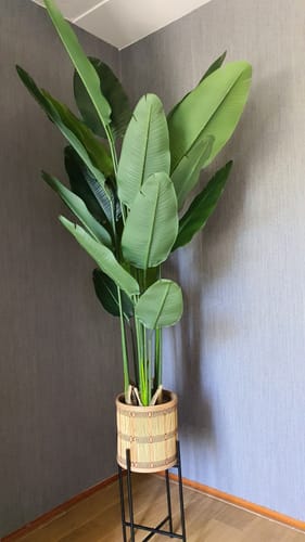 Customer photo review of Strelitzia Kunstplant 180cm