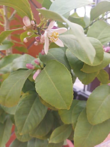 Customer photo review of Fertibono CitriPlus: Abono Cítricos, (1L), Rico en Hierro, Zinc, Magnesio, NPK y Mat.Orgánica – Abono Plantas con Extractos Vegetales, Ecológico, Residuo Cero.