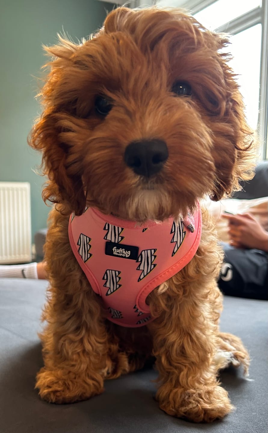 Customer photo review of Adjustable Dog Harness - Lightning Zoomies