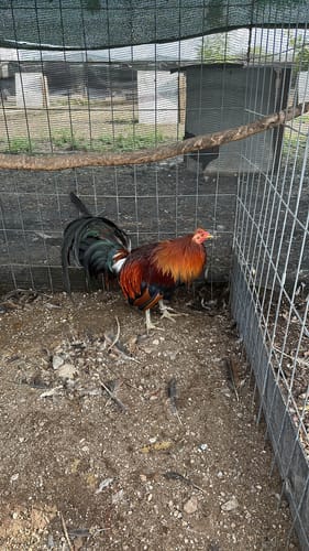 Customer photo review of Difursan