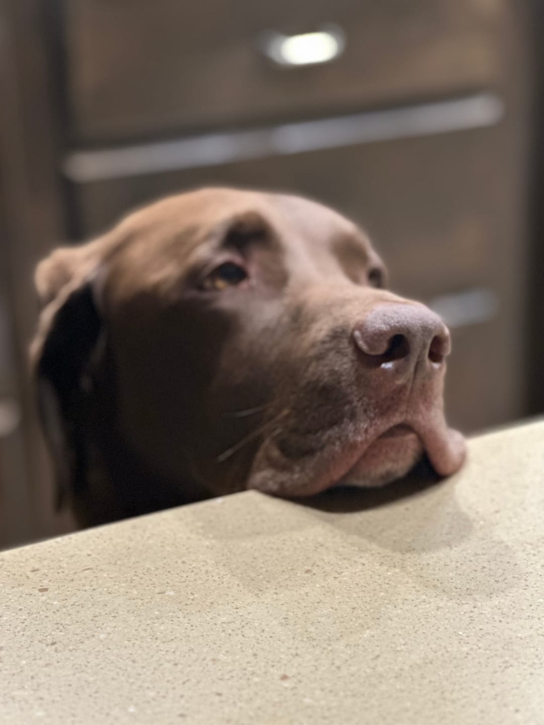 Customer photo review of Chicken Recipe Dog Food Rolls (8 x 1.5 lb Case)