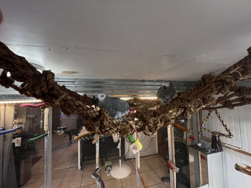 Customer photo review of 51200 Large Parrot Climbing Net