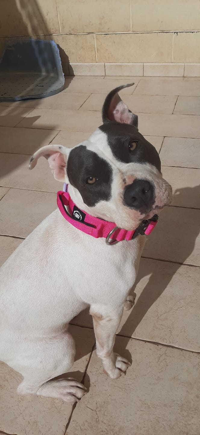 Customer photo review of 4cm Combat® Collar | With Handle & Rated Clip - Magenta v2.0
