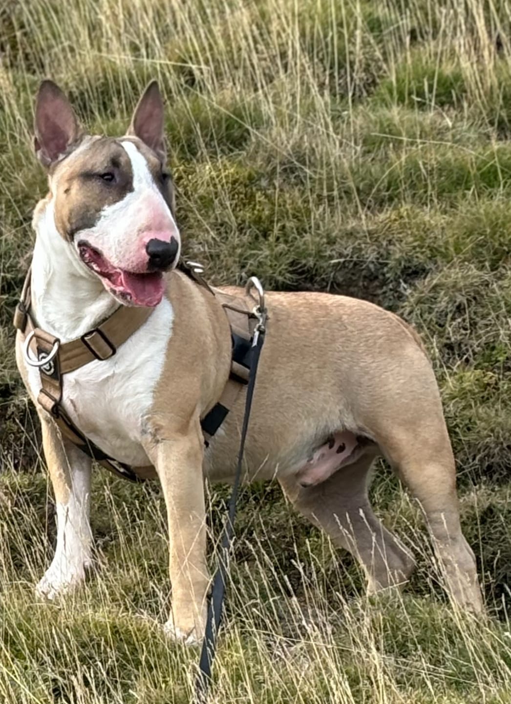 Customer photo review of TRI-Harness® | Anti-Pull, Adjustable & Durable - Dog Trainers Choice - Military Tan v2.0