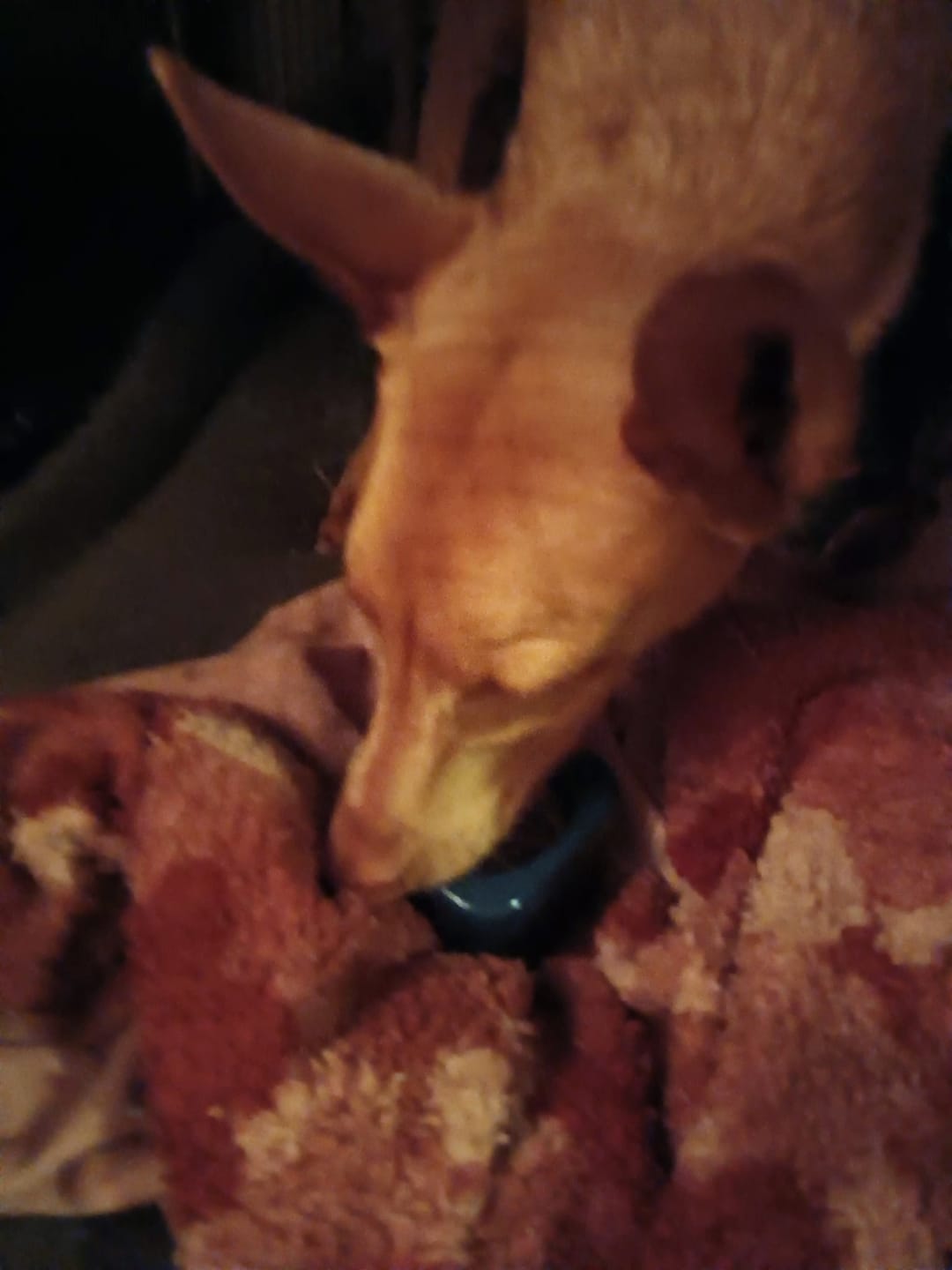 Customer photo review of FreezStar - Long-Lasting Star Chew